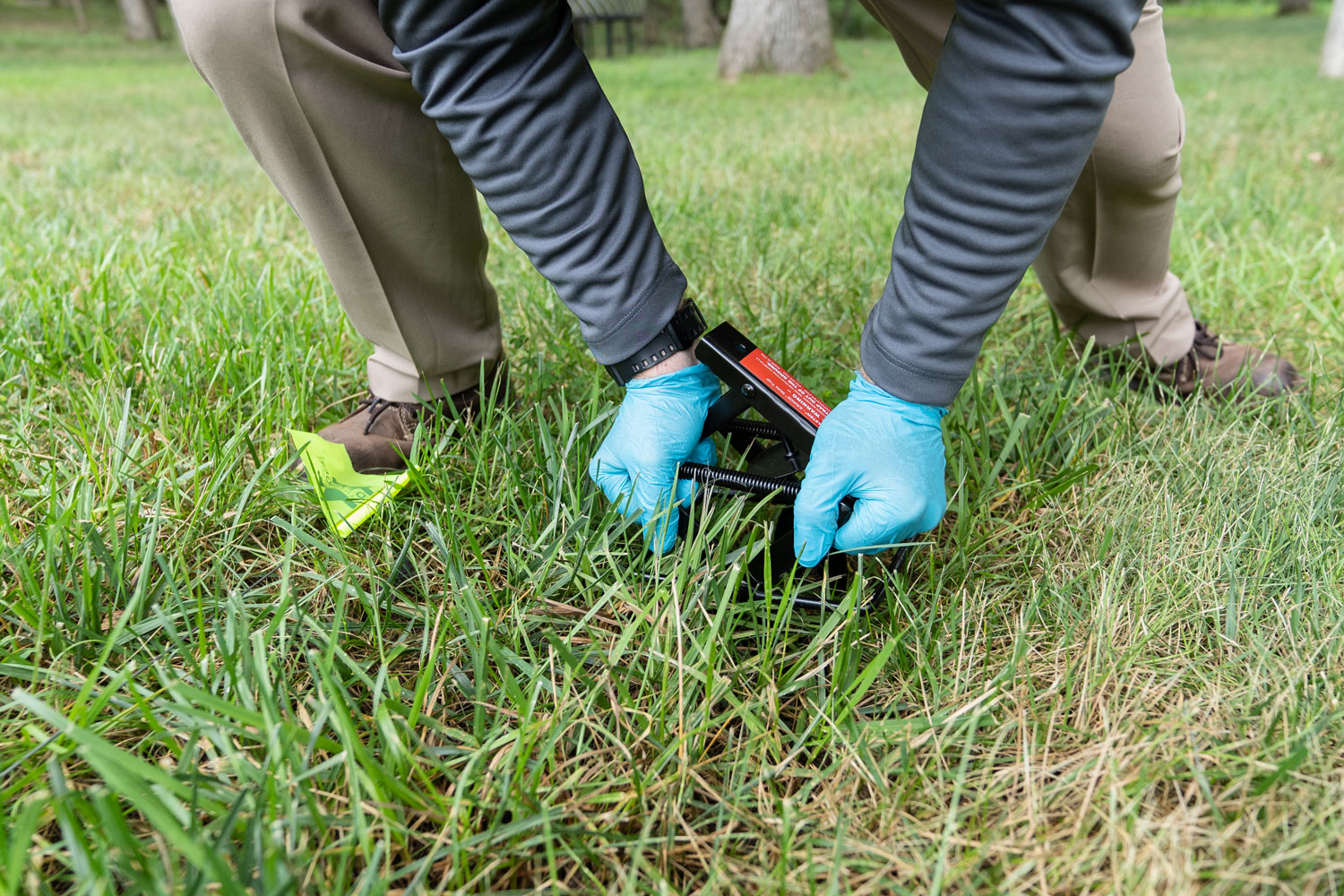 Pest control technician inspecting a yard for mole activity and setting traps.