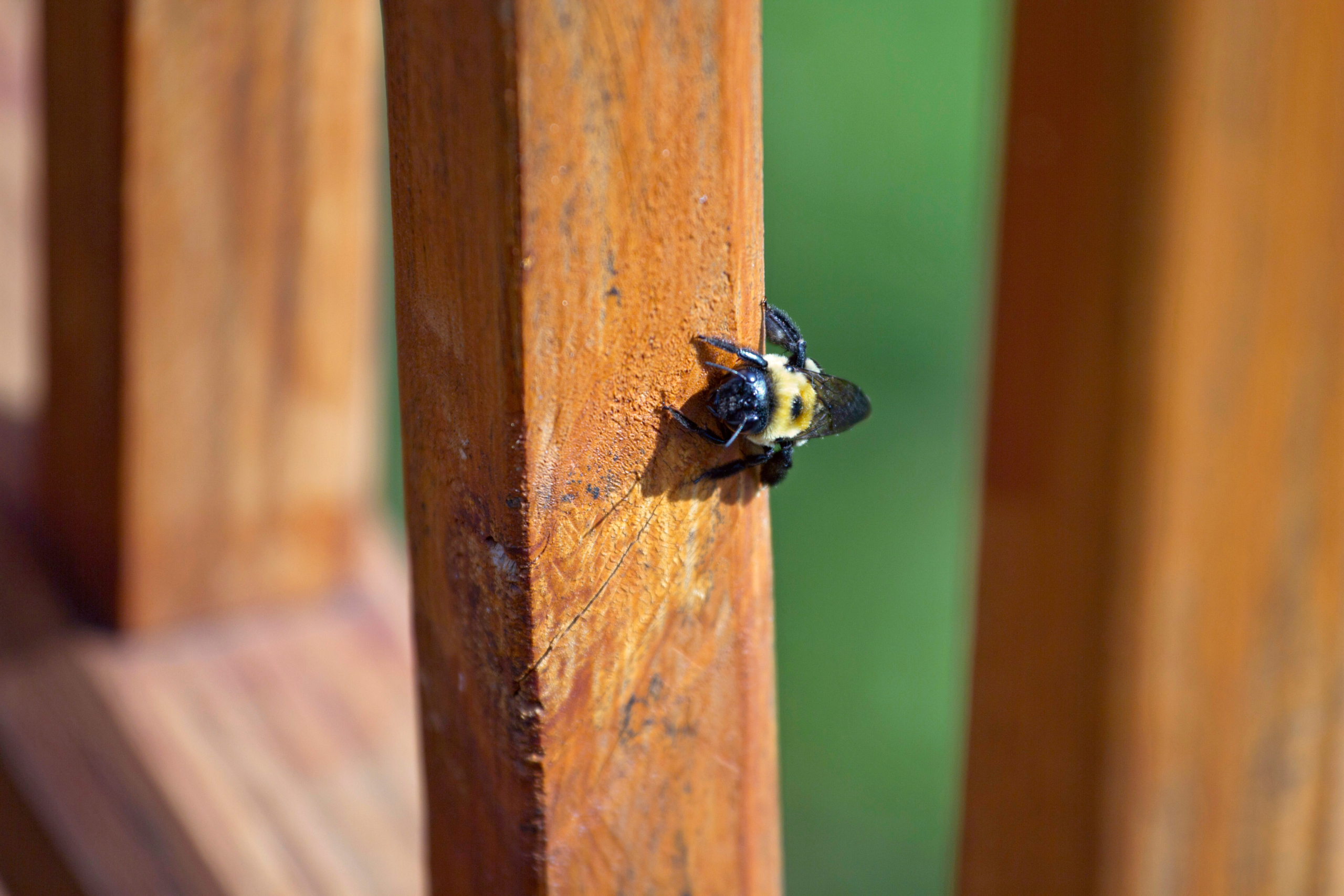 How to get rid of carpenter bees — carpenter bee inspecting a wooden deck railing at a Missouri home.