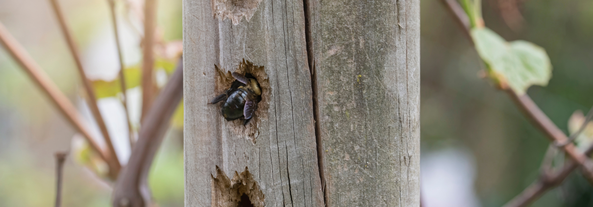 How to get rid of carpenter bees — a carpenter bee entering a nesting hole in a wooden post in Missouri.