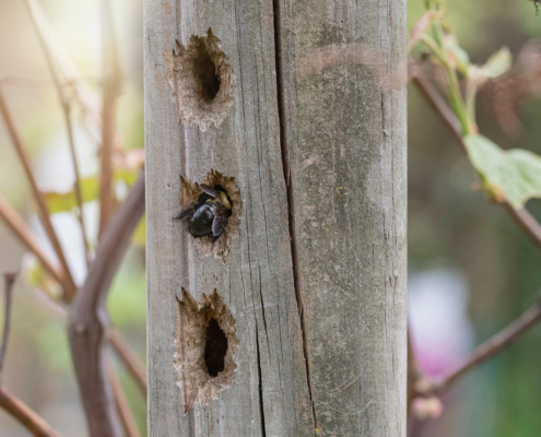 How to Get Rid of Carpenter Bees in Missouri: Safe, Proven Tips from Local Pest Experts 2 How to get rid of carpenter bees — a carpenter bee entering a nesting hole in a wooden post in Missouri.