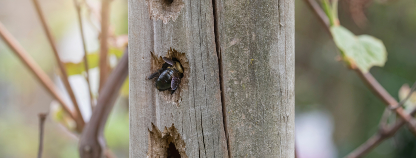 How to get rid of carpenter bees — a carpenter bee entering a nesting hole in a wooden post in Missouri.