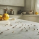How to Get Rid of Ants for Good: Expert-Backed Tips for a Pest-Free Home 4 Trail of ants on a Missouri kitchen counter with crumbs in the background