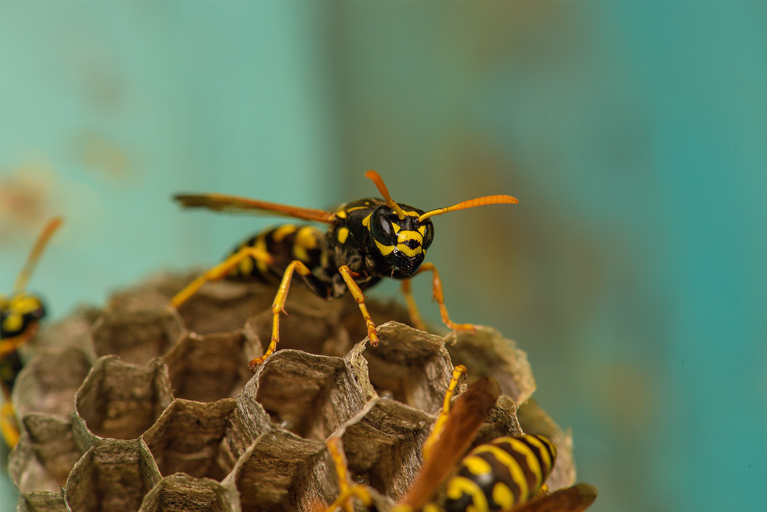 Close-up of a yellow jacket wasp perched on a paper nest, with detailed view of its black and yellow body and hexagonal cells in the background.
