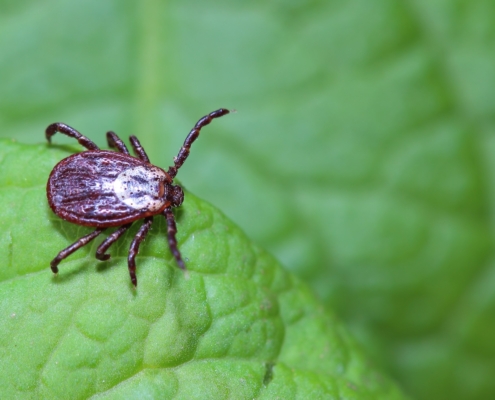 Macro photo of a brown tick crawling on a green leaf, highlighting the importance of professional tick extermination.