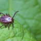 How Professional Tick Exterminators Really Get Rid of Ticks (and What It Costs in 2025) 5 Macro photo of a brown tick crawling on a green leaf, highlighting the importance of professional tick extermination.