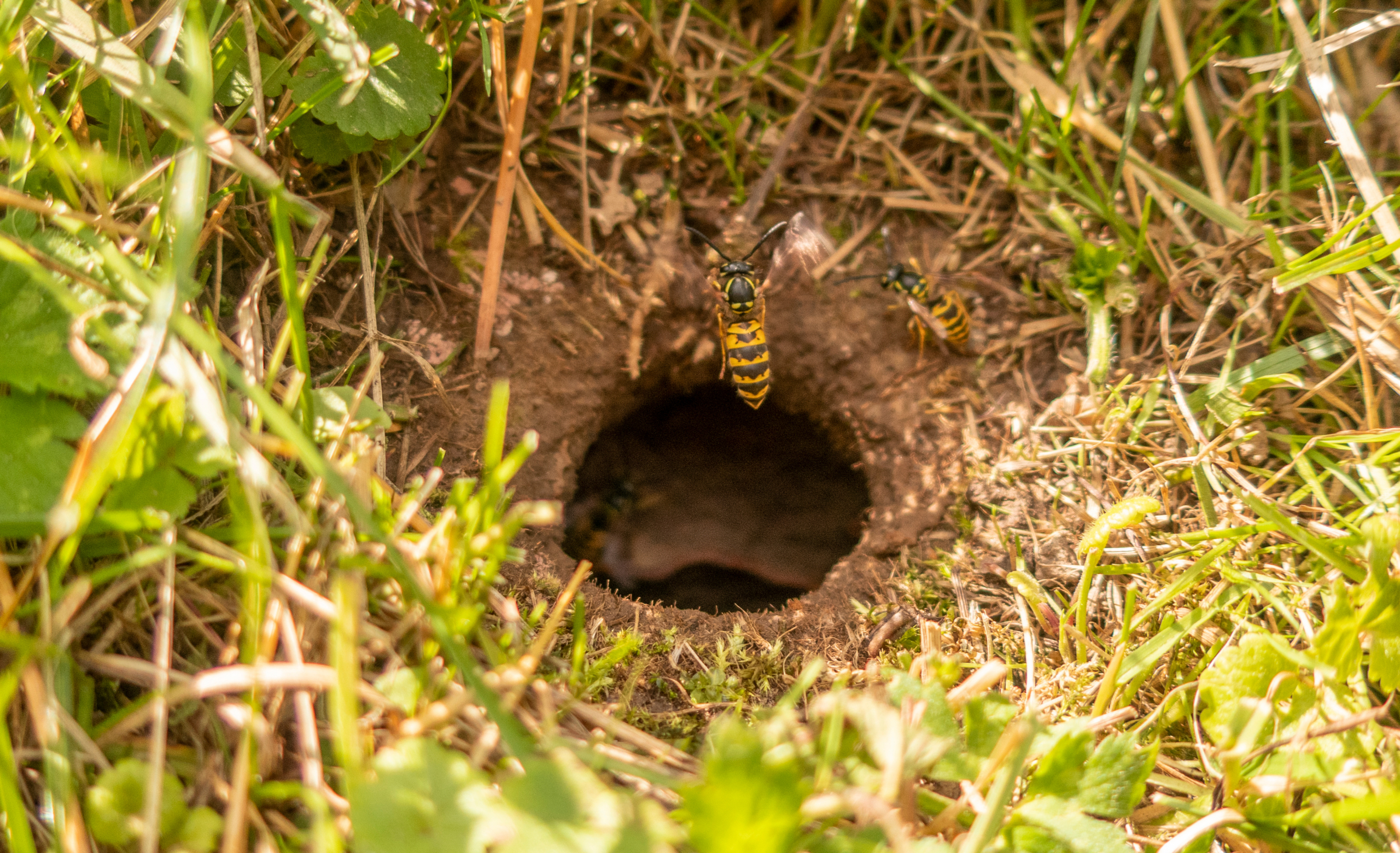 Close-up of a ground wasp nest entry hole in Missouri soil, illustrating the hidden nesting sites that local St. Louis exterminators inspect during a yard consultation.