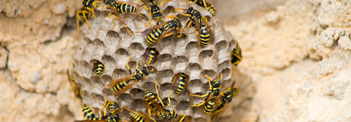 Active paper wasp nest on a residential exterior wall requiring professional wasp exterminator services in St. Louis.