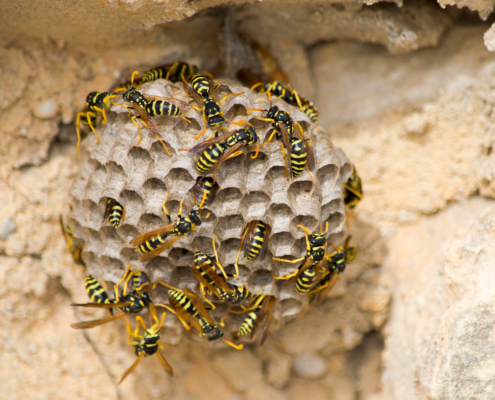 Active paper wasp nest on a residential exterior wall requiring professional wasp exterminator services in St. Louis.