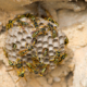 Active paper wasp nest on a residential exterior wall requiring professional wasp exterminator services in St. Louis.