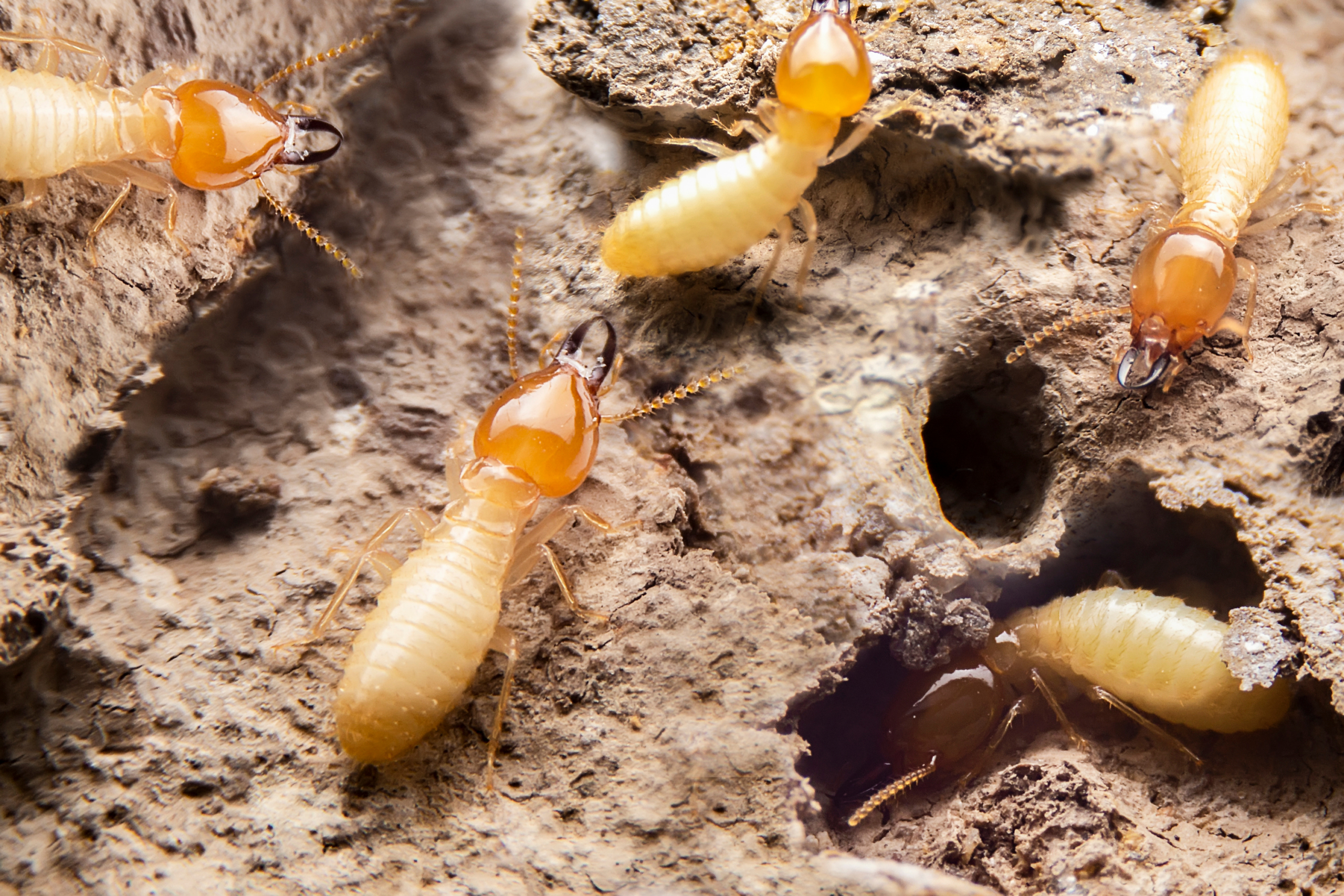 Termites causing structural damage to wood, highlighting the need for preventive pest control and professional exterminator services.