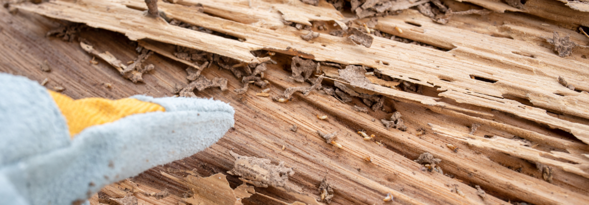 Close-up of severe termite damage and tunneling in a wooden beam, showing signs of termite damage in Missouri