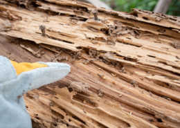 Close-up of severe termite damage and tunneling in a wooden beam, showing signs of termite damage in Missouri