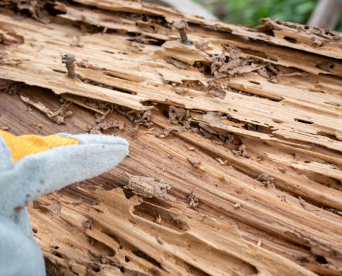Close-up of severe termite damage and tunneling in a wooden beam, showing signs of termite damage in Missouri