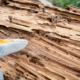 Signs of Termite Damage Missouri Homeowners Should Never Ignore 4 Close-up of severe termite damage and tunneling in a wooden beam, showing signs of termite damage in Missouri