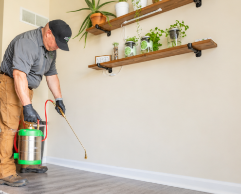 AMCO Ranger technician performing flea pest control indoors, using a hand sprayer to treat a baseboard